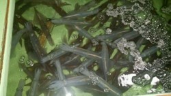 ディープ オーシャン 釣果