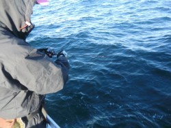 ＢＩＧ－ＯＮＥ 釣果