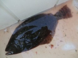 ＢＩＧ－ＯＮＥ 釣果