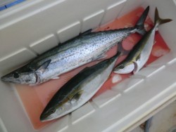 Big One　ビッグワン 釣果