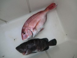 Big One　ビッグワン 釣果