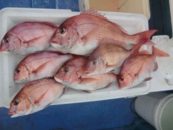 ＢＩＧ－ＯＮＥ 釣果