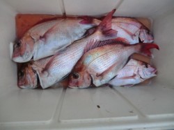 ＢＩＧ－ＯＮＥ 釣果