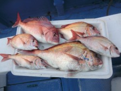 ＢＩＧ－ＯＮＥ 釣果