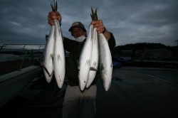 オーシャンズ 釣果