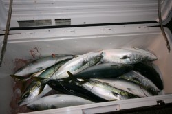 オーシャンズ 釣果