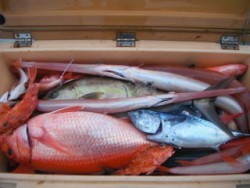 なぎさ丸 釣果