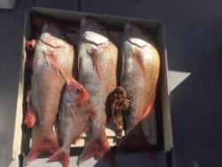 LUZ PLAYA　ルスプラージャ 釣果