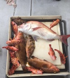 LUZ PLAYA　ルスプラージャ 釣果