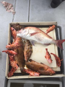 LUZ PLAYA　ルスプラージャ 釣果