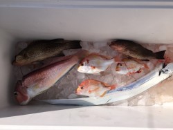 オーシャンキッズ 釣果