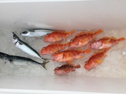 オーシャンキッズ 釣果