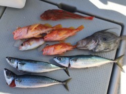 オーシャンキッズ 釣果