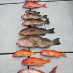 オーシャンキッズ 釣果