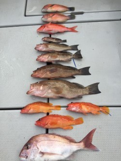 オーシャンキッズ 釣果