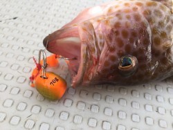 オーシャンキッズ 釣果