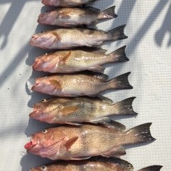 オーシャンキッズ 釣果