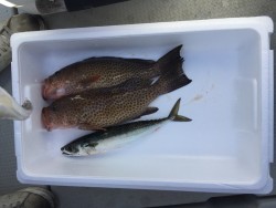 オーシャンキッズ 釣果