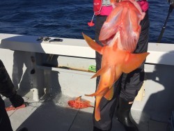 オーシャンキッズ 釣果