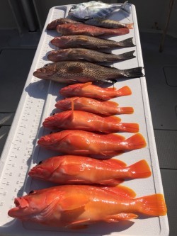 オーシャンキッズ 釣果