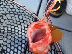 オーシャンキッズ 釣果