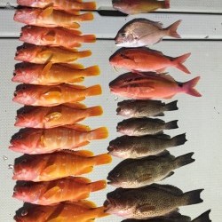 オーシャンキッズ 釣果