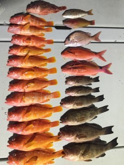 オーシャンキッズ 釣果