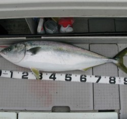 Aquanaut(アクアノート) 釣果