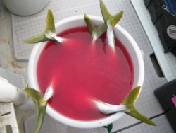 Aquanaut（アクアノート） 釣果