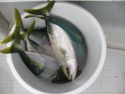 Aquanaut（アクアノート） 釣果