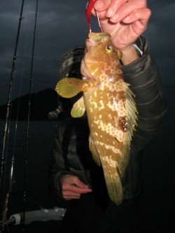 Aquanaut（アクアノート） 釣果