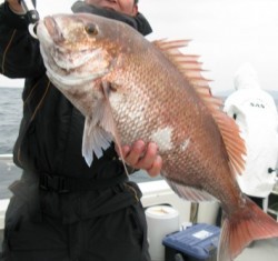 Aquanaut（アクアノート） 釣果