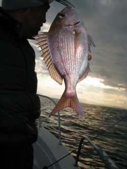 Aquanaut(アクアノート) 釣果