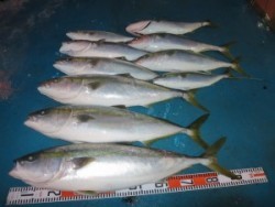 アジアマリンサービス 釣果