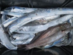 アジアマリンサービス 釣果