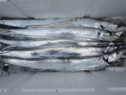 アジアマリンサービス 釣果