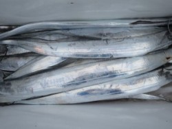 アジアマリンサービス 釣果