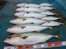 アジアマリンサービス 釣果