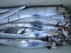 アジアマリンサービス 釣果