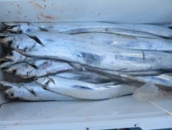 アジアマリンサービス 釣果