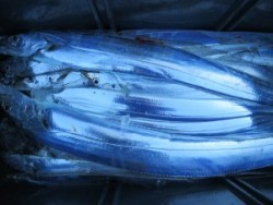 アジアマリンサービス 釣果