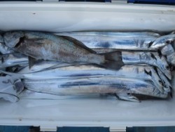 アジアマリンサービス 釣果