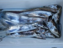 アジアマリンサービス 釣果