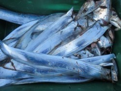 アジアマリンサービス 釣果