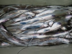 アジアマリンサービス 釣果