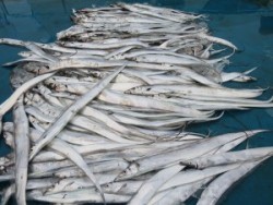 アジアマリンサービス 釣果