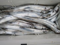 アジアマリンサービス 釣果