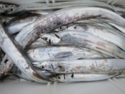 アジアマリンサービス 釣果