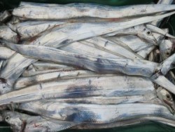 アジアマリンサービス 釣果