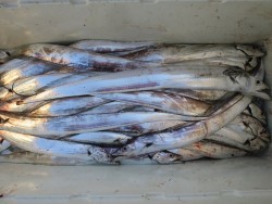 アジアマリンサービス 釣果